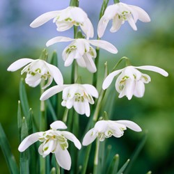 Galanthus Flore Pleno - Snowdrops