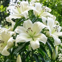 Tree Lily Pretty Woman - Lilium OT hybrid