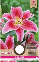 Lily Star Gazer – Lilium orientale-2