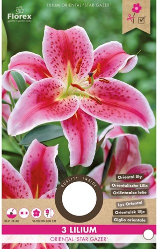 Lily Star Gazer – Lilium orientale-2