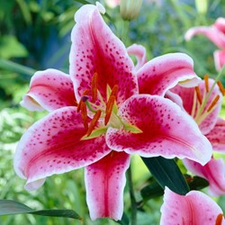 Lily Star Gazer – Lilium orientale