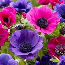 Anemoon paars en roze mix - Anemone