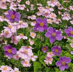 Purple and Pink Anemone Mix - Anemone