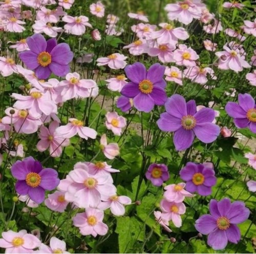 Purple and Pink Anemone Mix - Anemone