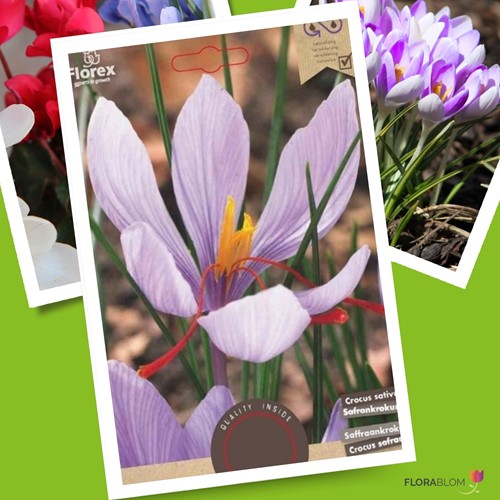 Saffron Crocus - Crocus sativus