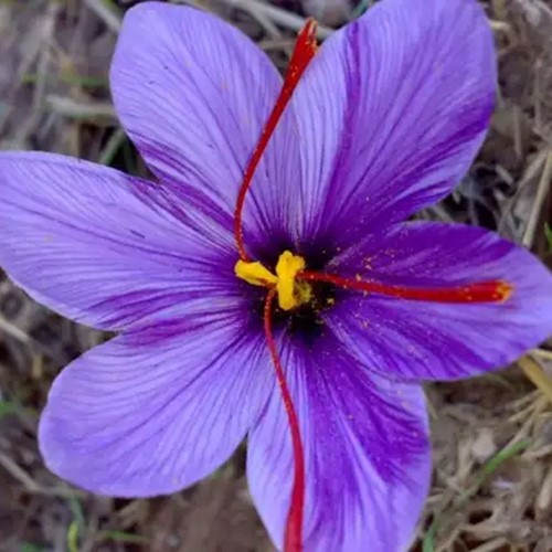 Saffron Crocus - Crocus sativus Large Pack XL
