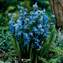 Scilla siberica - Sterhyacint (Grootverpakking)