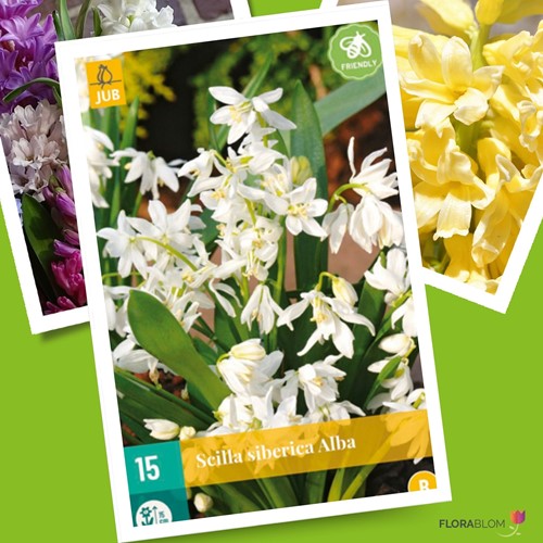 Scilla Siberica Alba - Siberian Squill White
