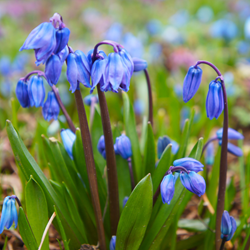 Scilla Siberica - Siberian Squill