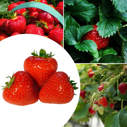 20x Strawberry plants Senga Sengana – Fragaria