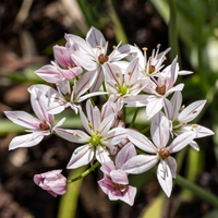 Ornamental Onion Cameleon - Allium