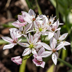 Ornamental Onion Cameleon - Allium