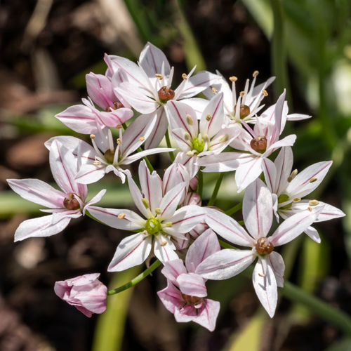 Ornamental Onion Cameleon - Allium