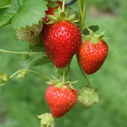 Strawberry Grandian F1