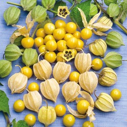 Pineapple Cherry SunFruit (Cape Gooseberry) - Edulis
