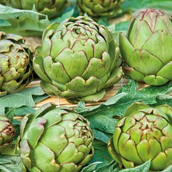 Artichoke Green