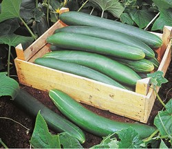 Cucumber Tanja