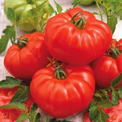 Tomato Marmande