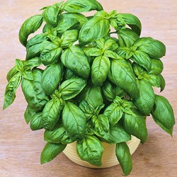 Basil