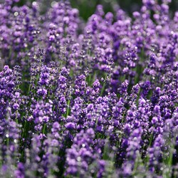 Sweet Lavender Verani, Violet Blue, EKO