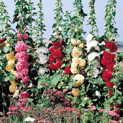 Hollyhock Chater's Strain Mix - Alcea rosea