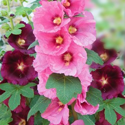 Hollyhock Antwerp Stars single mix