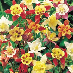 Columbine McKana Giant Hybrids, longspurred - Aquilegia