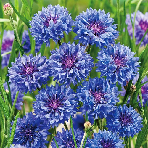 Cornflower Blue Boy double flowered
