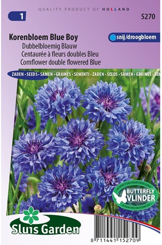 Cornflower Blue Boy double flowered-2