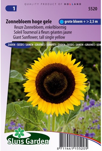Sunflower tall single yellow-2