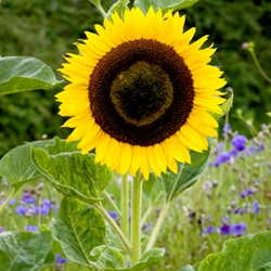 Sunflower tall single yellow