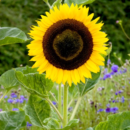 Sunflower tall single yellow