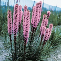 Lampepoetser Prachtkaars - Liatris