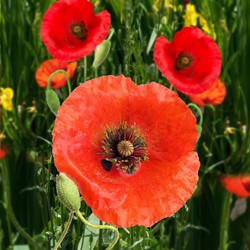 Corn Poppy, Field Poppy, red EKO