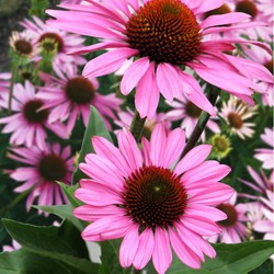 Cone flower purper - Echinacea purpurea