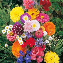 Mixture of Cutflowers