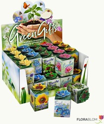 Greengift Mixed 40 pcs in Display Box
