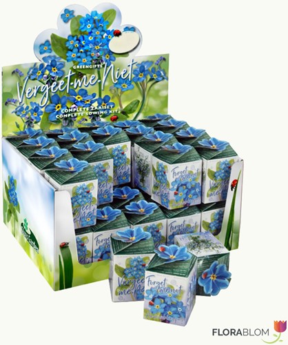 Greengift Forget-me-not 40 pcs in showbox
