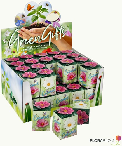 Greengift Cosmos mix 40 pcs in showbox