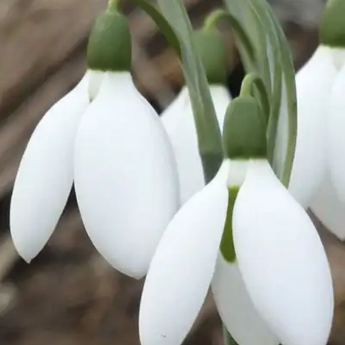 Galanthus elwesii - Snowdrop (Large Pack)