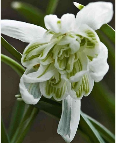 Galanthus Flore PlenoGalanthus Flore Pleno - Snowdrops