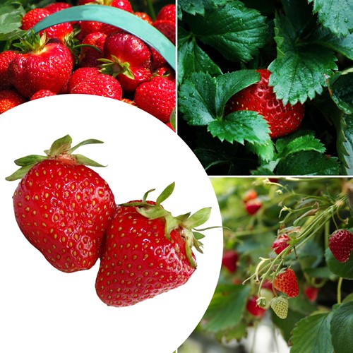 Strawberry Sonata – Fragaria