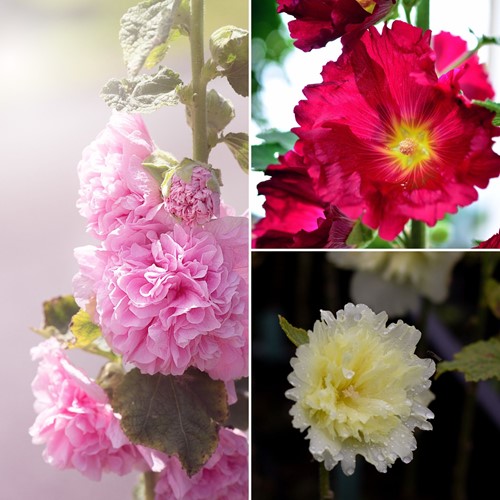 Hollyhock Mix - Alcea Rosea (Six-pack)