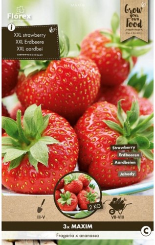 Strawberry Maxim (garden ready)-3