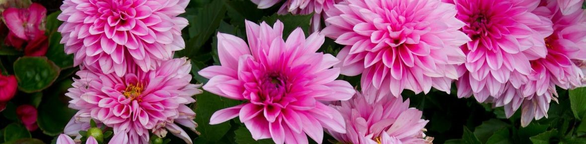 Planting Dahlia bulbs