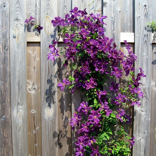 Clematis The President - Violet
