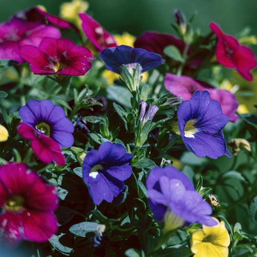 Black-eyed Susan Mix – Thunbergia alata