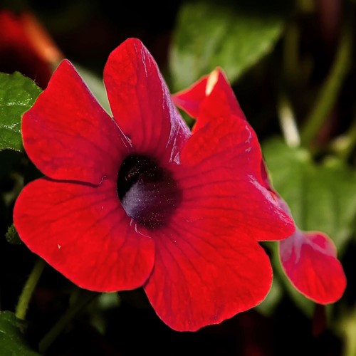 Black-eyed Susan Red - Thunbergia alata 