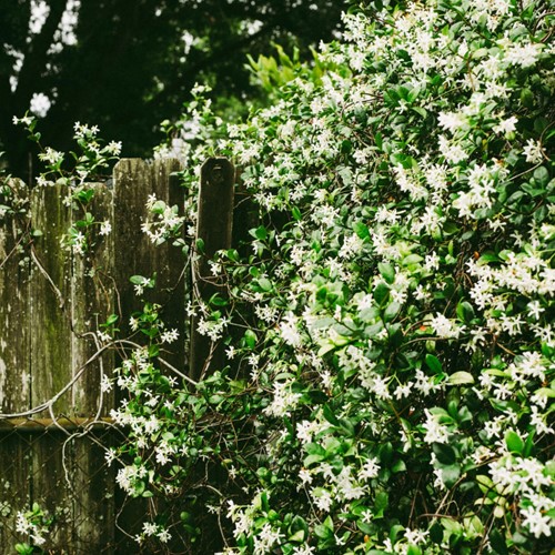 Star jasmine - Trachelospermum Jasminoides (Six-pack)