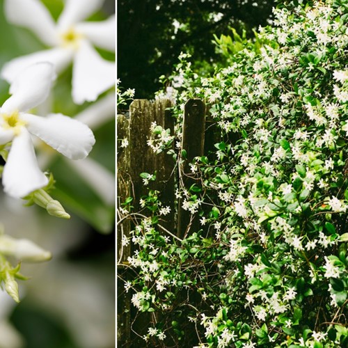 Star jasmine - Trachelospermum Jasminoides